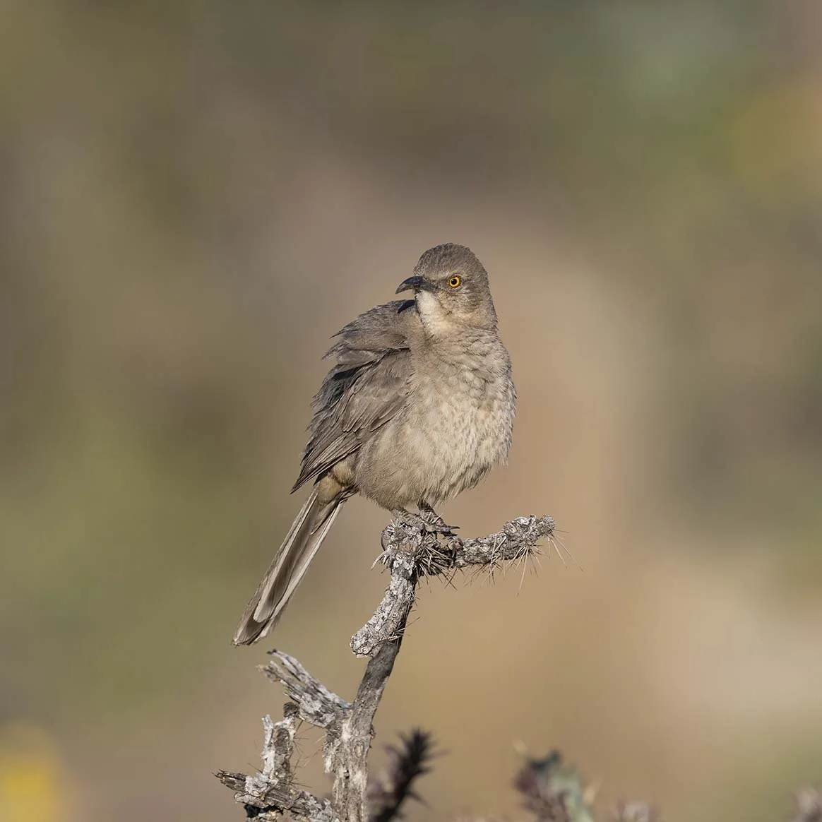 Curve-billed_Thrasher_Z098239.JPG