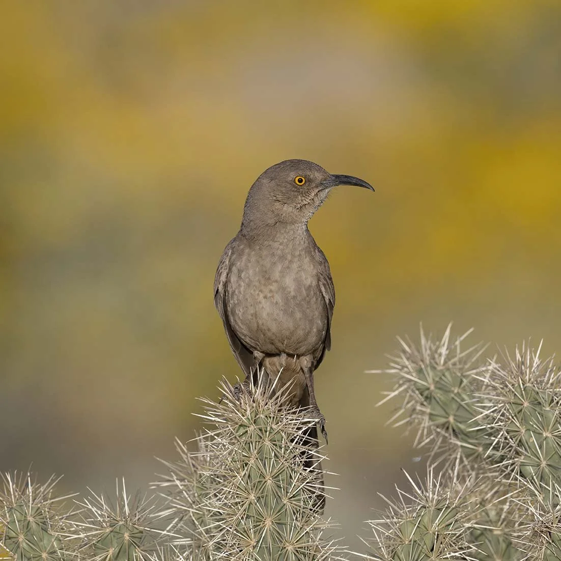 Curve-billed_Thrasher_Z098286.JPG