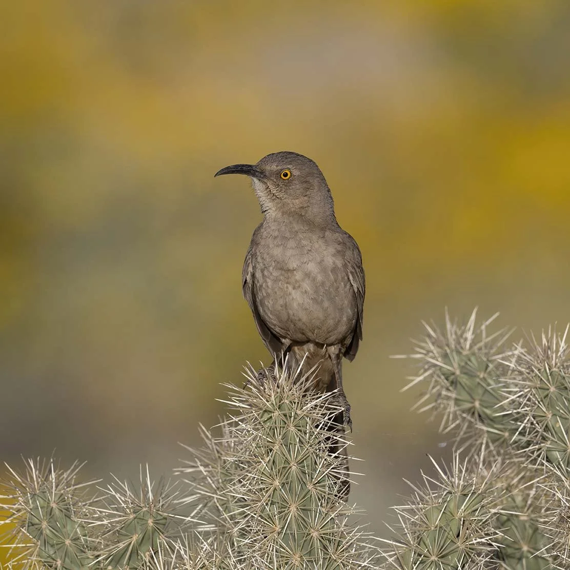 Curve-billed_Thrasher_Z098292.JPG