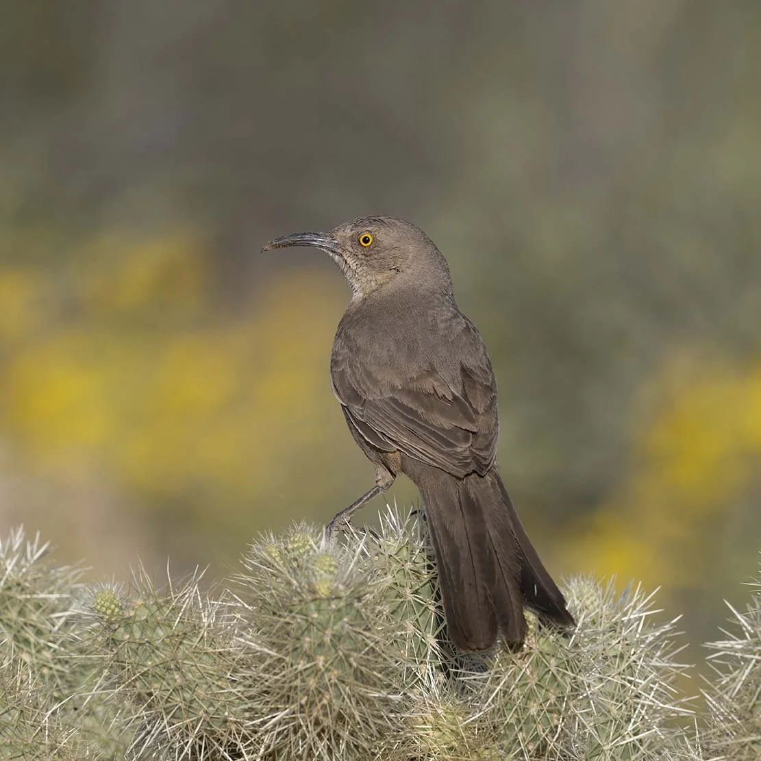 Curve-billed_Thrasher_Z098351.JPG
