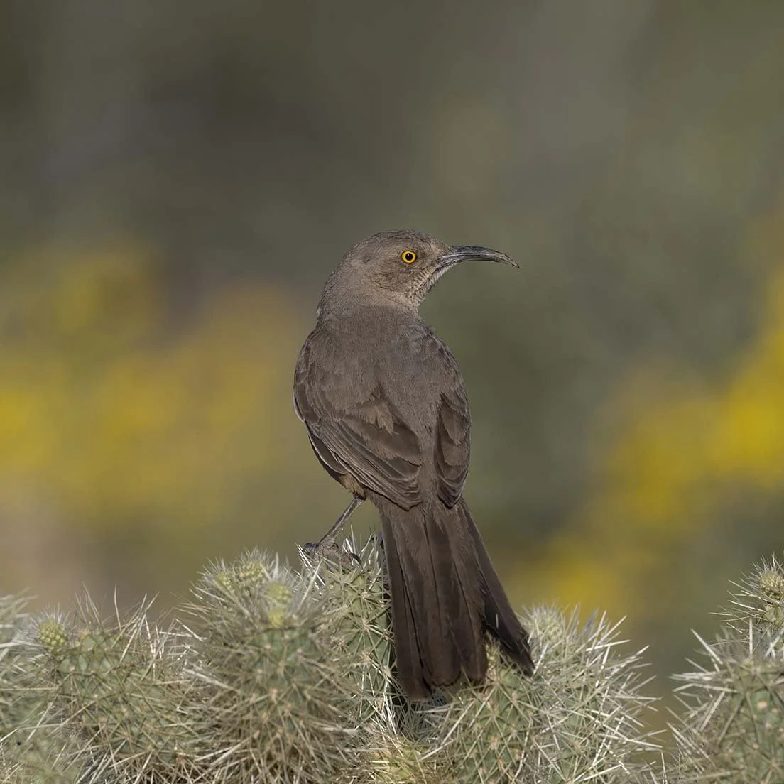 Curve-billed_Thrasher_Z098379.JPG