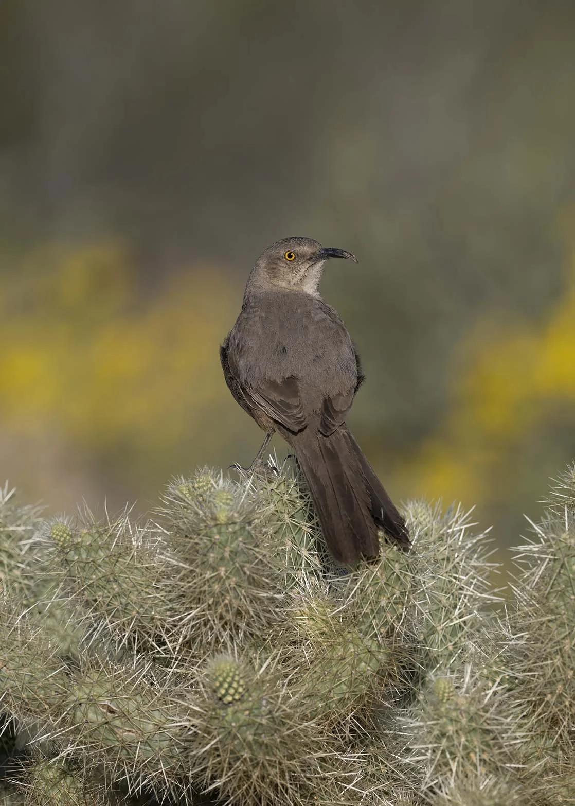 Curve-billed_Thrasher_Z098395.JPG