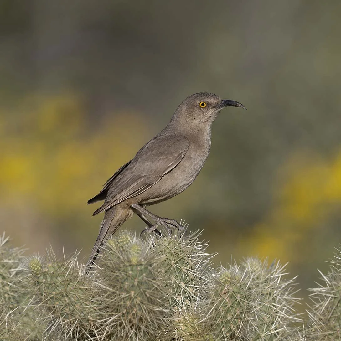 Curve-billed_Thrasher_Z098415.JPG