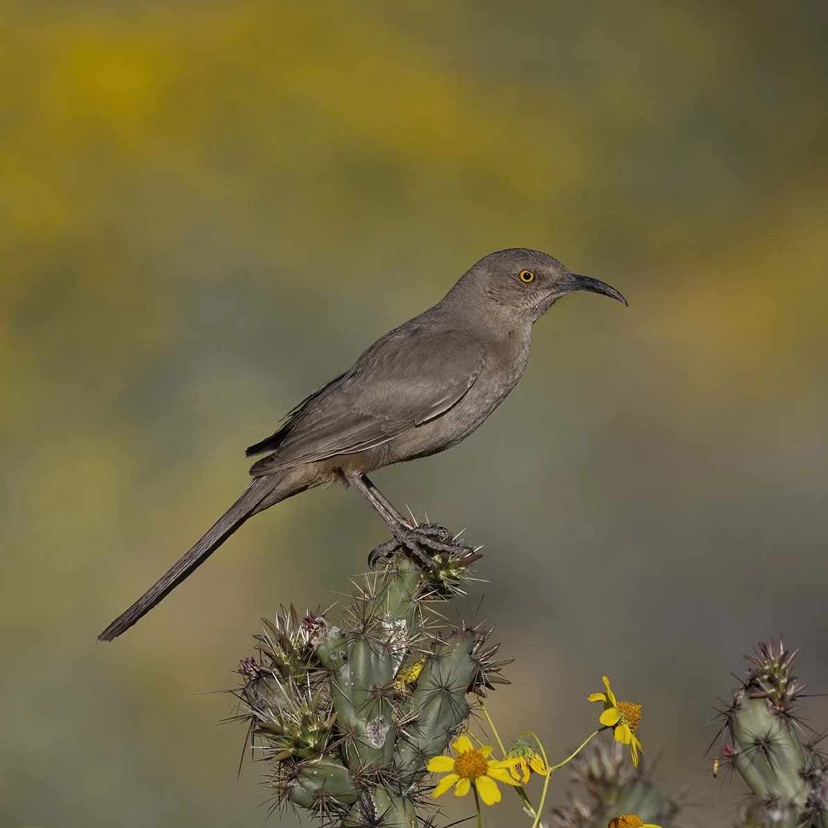 Curve-billed_Thrasher_Z098463.JPG