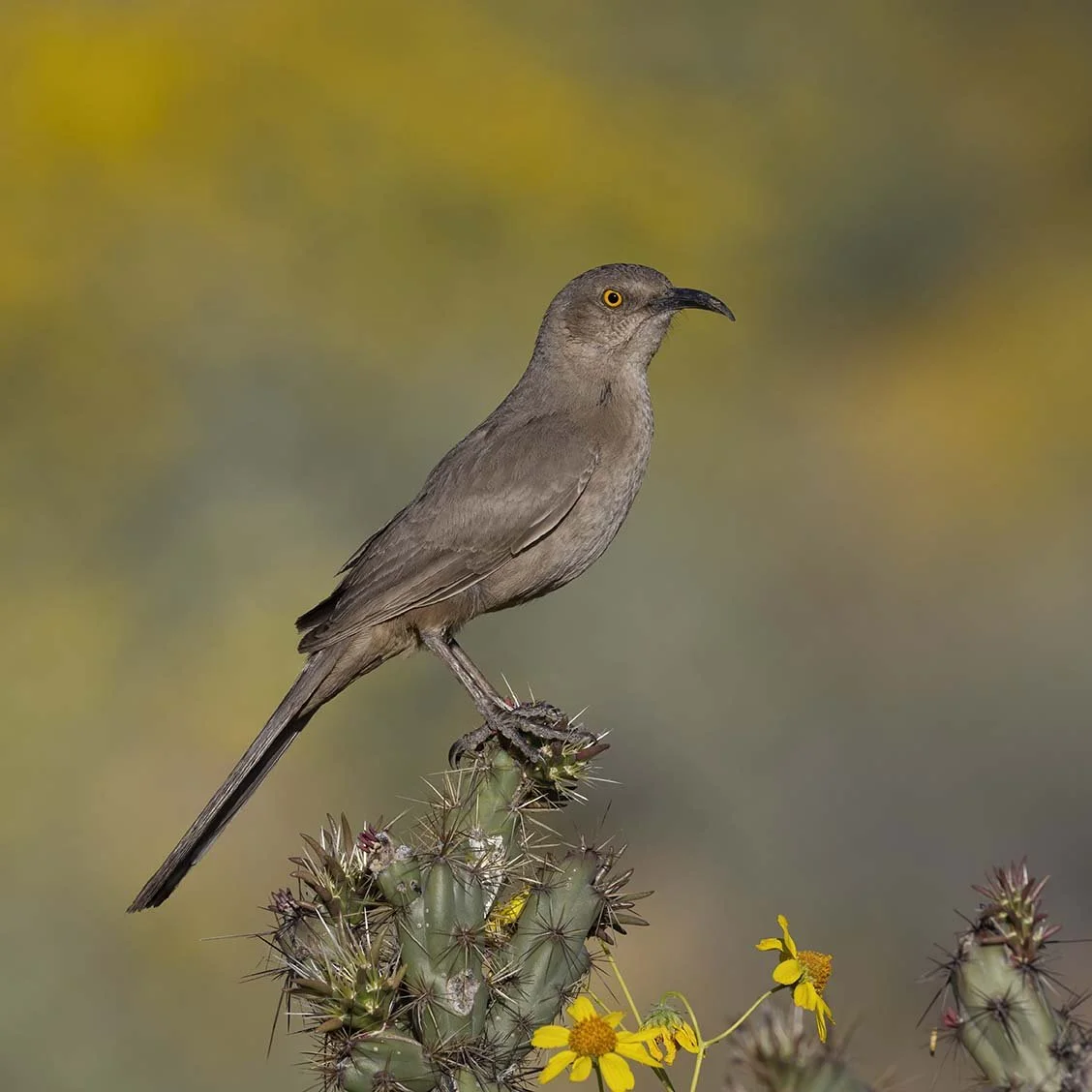 Curve-billed_Thrasher_Z098475.JPG