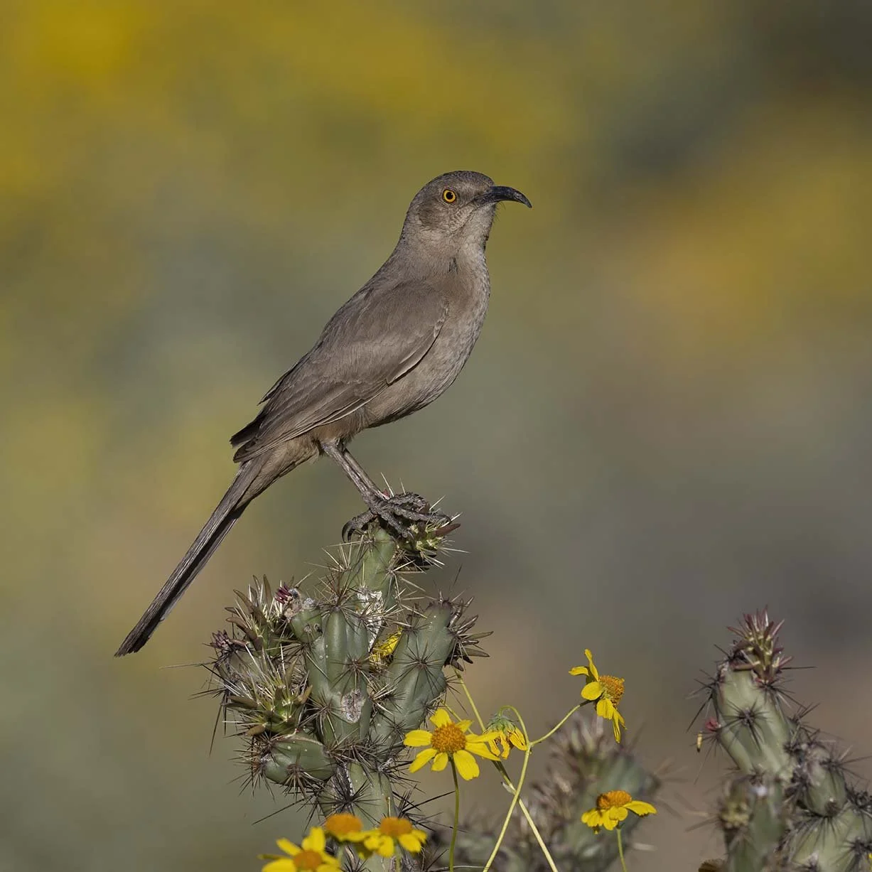 Curve-billed_Thrasher_Z098481.JPG