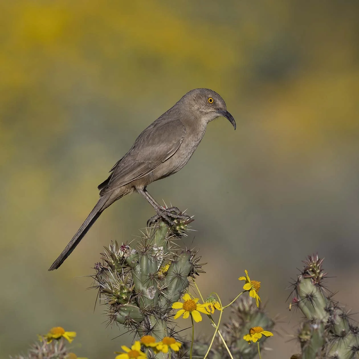 Curve-billed_Thrasher_Z098503.JPG