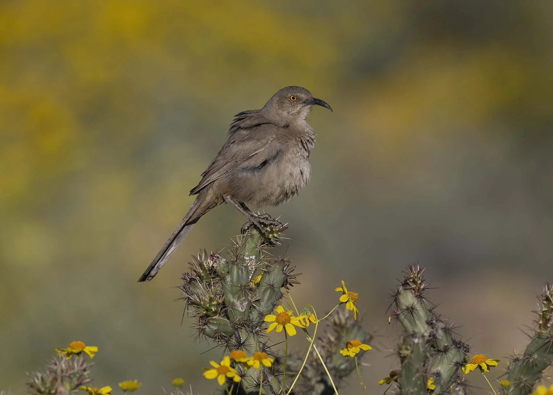 Curve-billed_Thrasher_Z098512.JPG