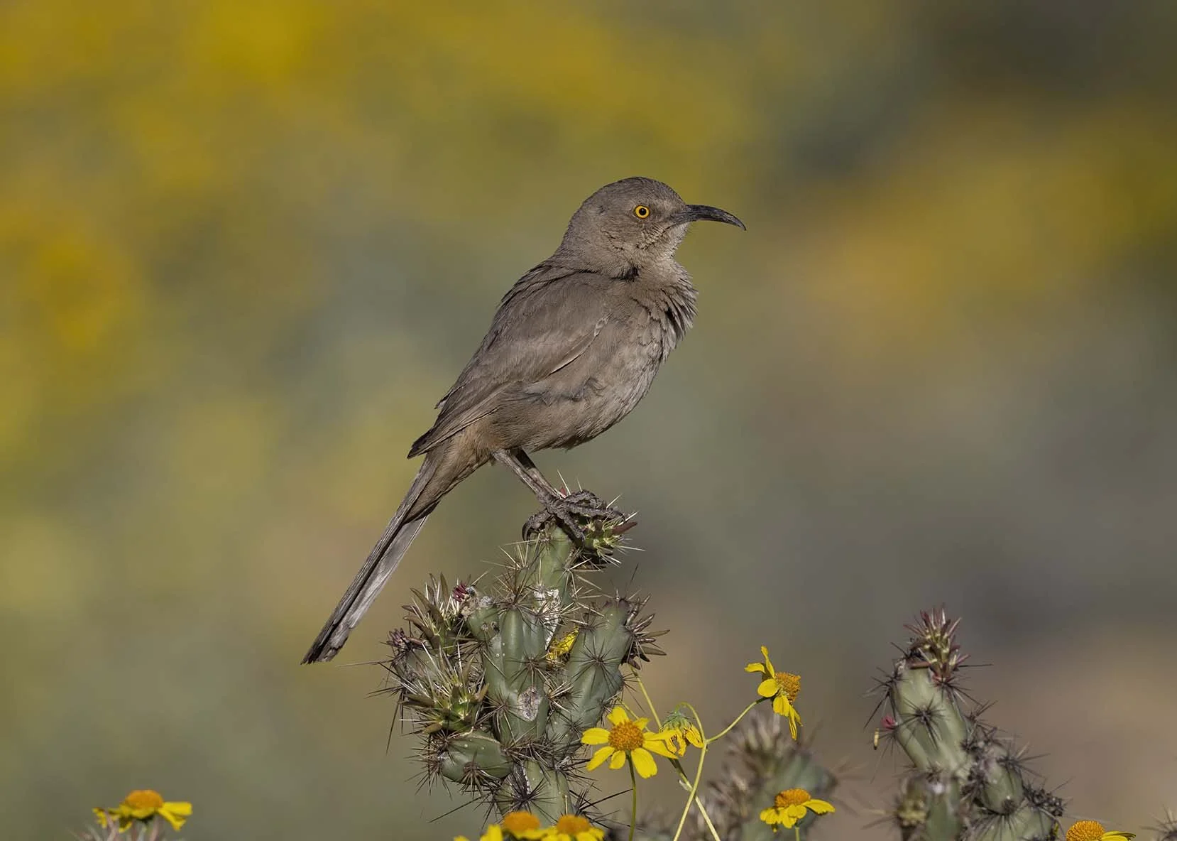 Curve-billed_Thrasher_Z098518.JPG