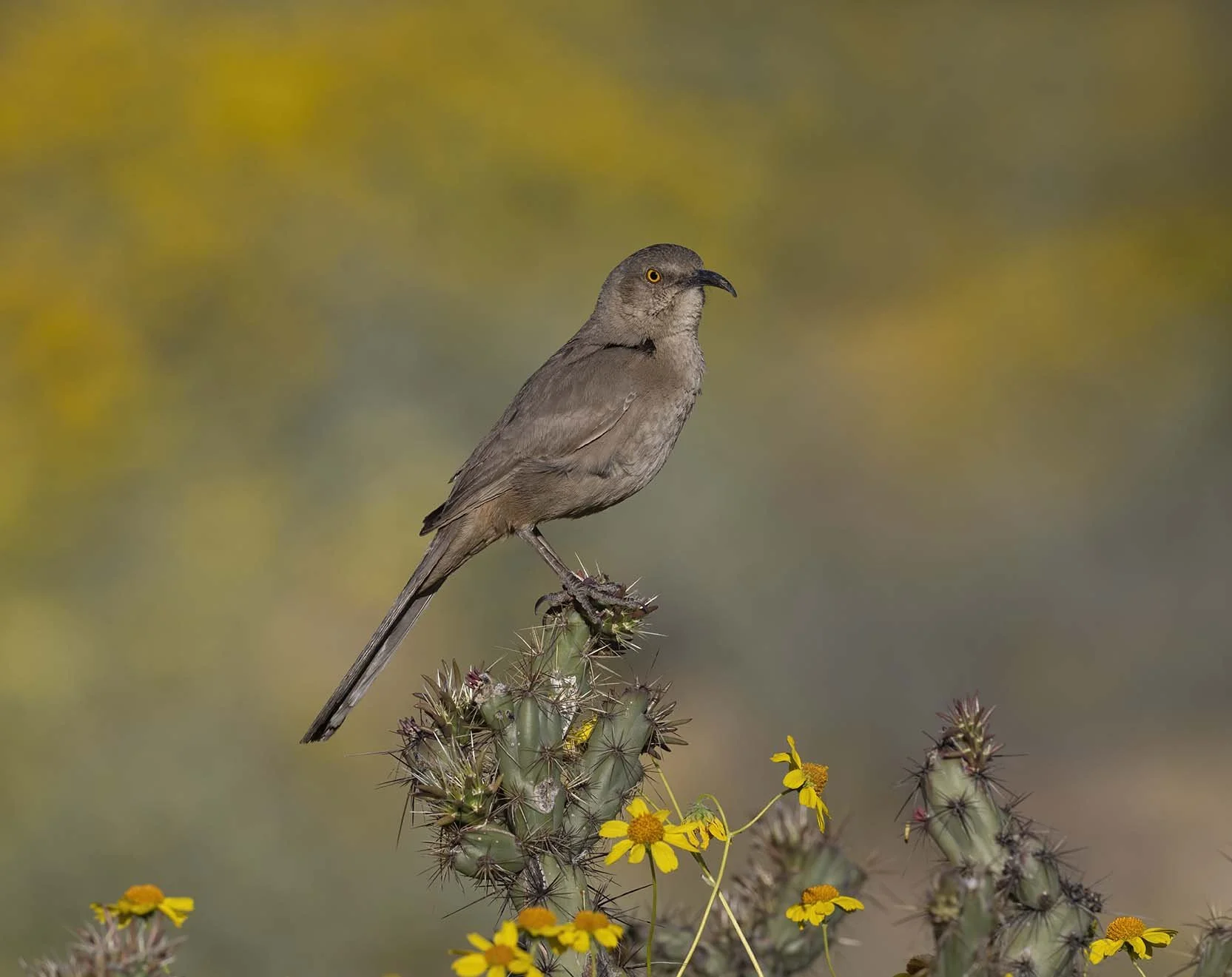 Curve-billed_Thrasher_Z098524.JPG