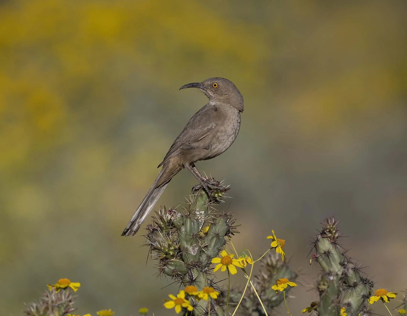 Curve-billed_Thrasher_Z098530.JPG