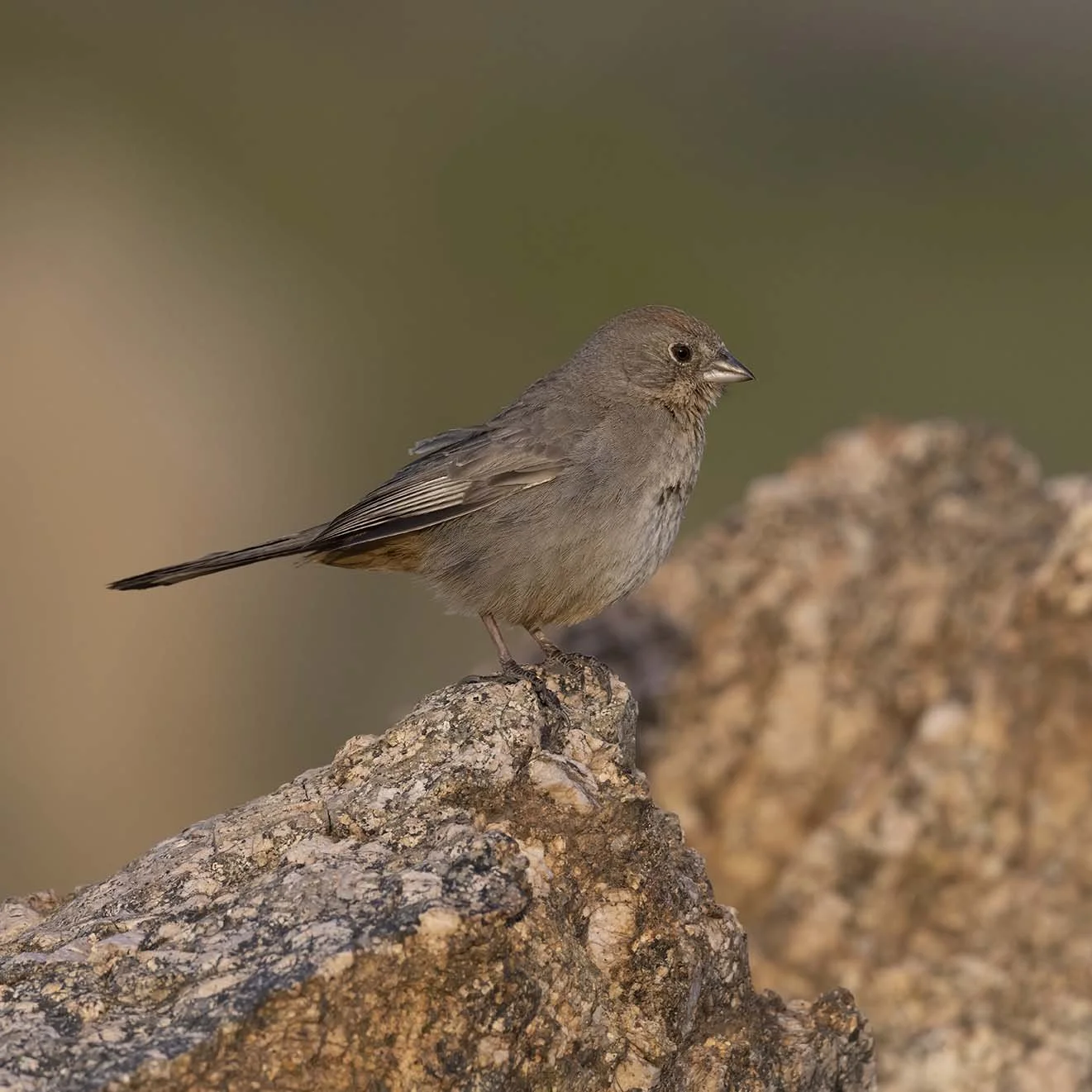 Canyon_Towhee_Z099267.JPG