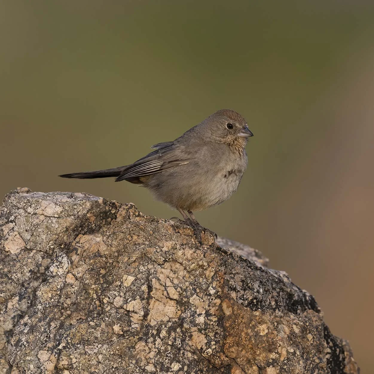 Canyon_Towhee_Z099305.JPG