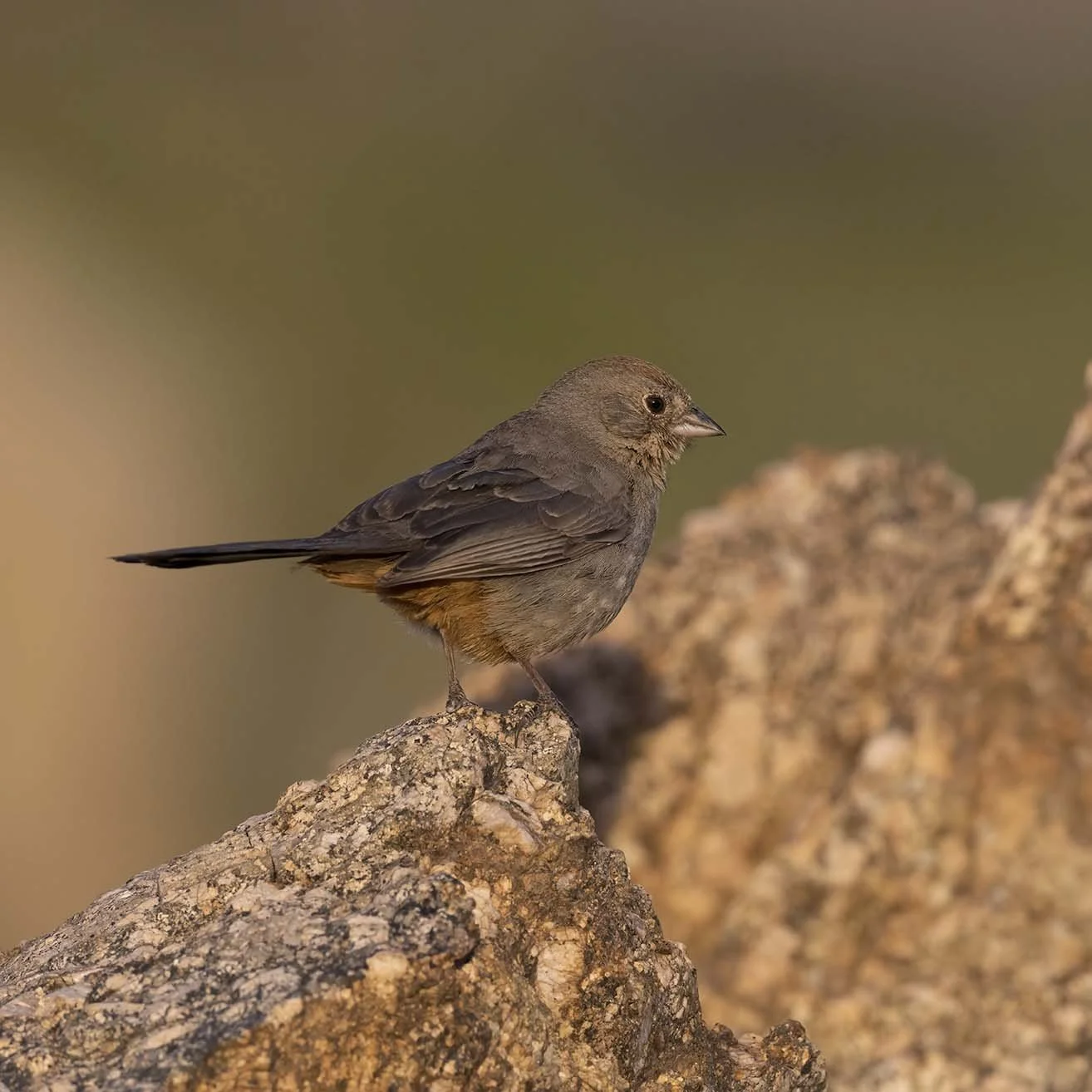 Canyon_Towhee_Z099329.JPG