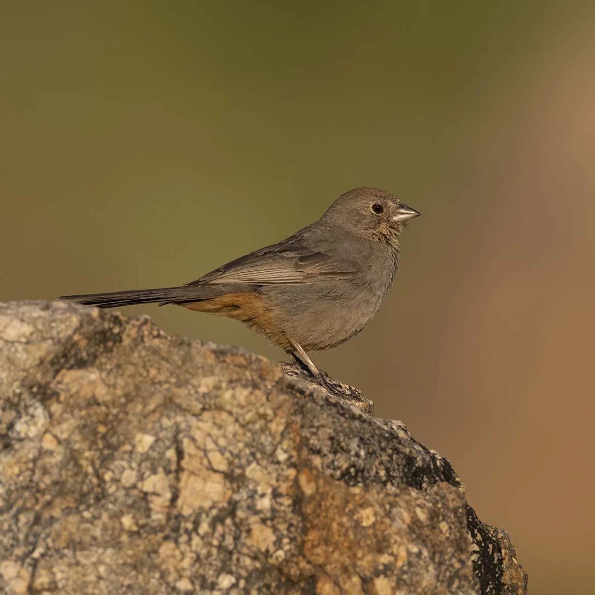 Canyon_Towhee_Z099403.JPG