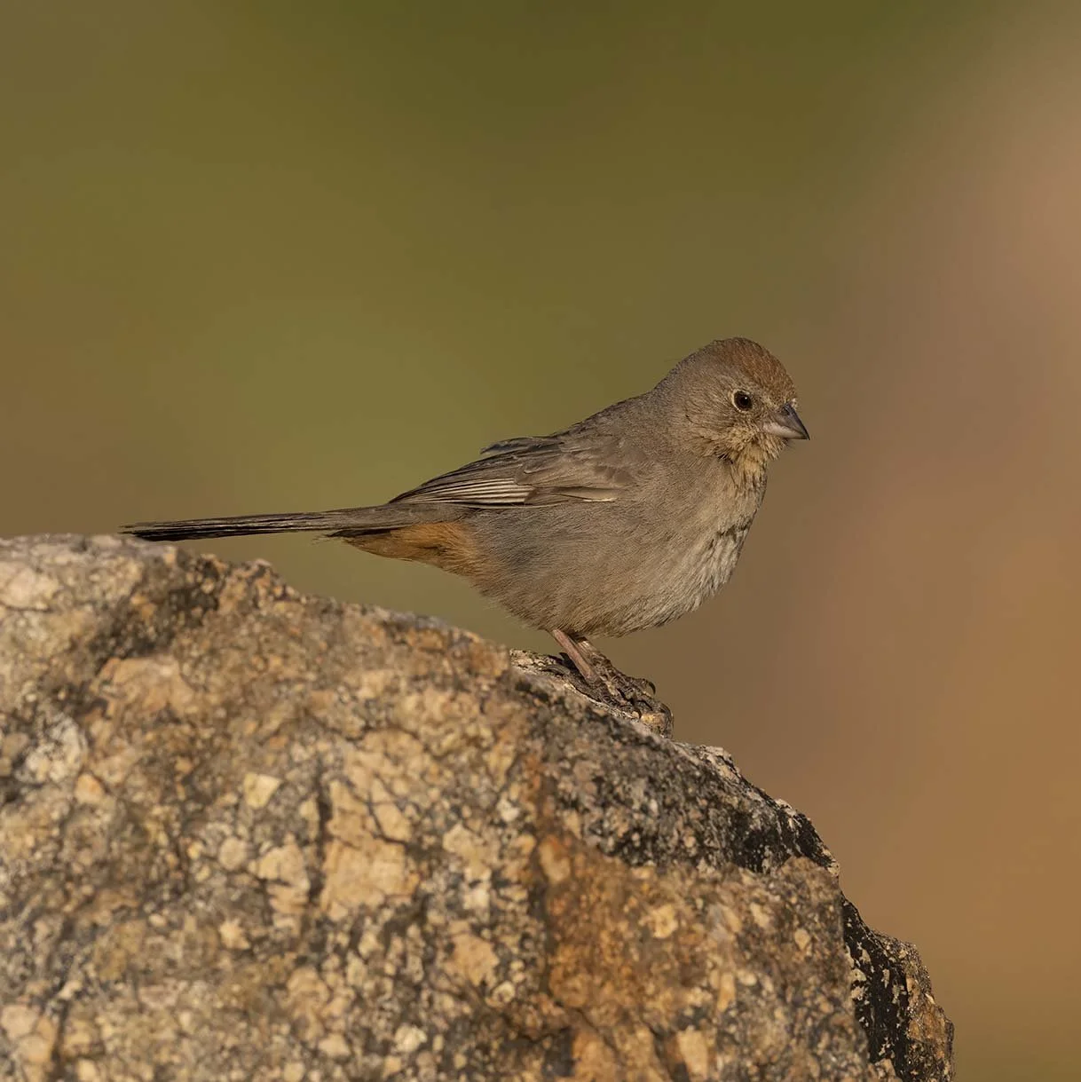 Canyon_Towhee_Z099415.JPG
