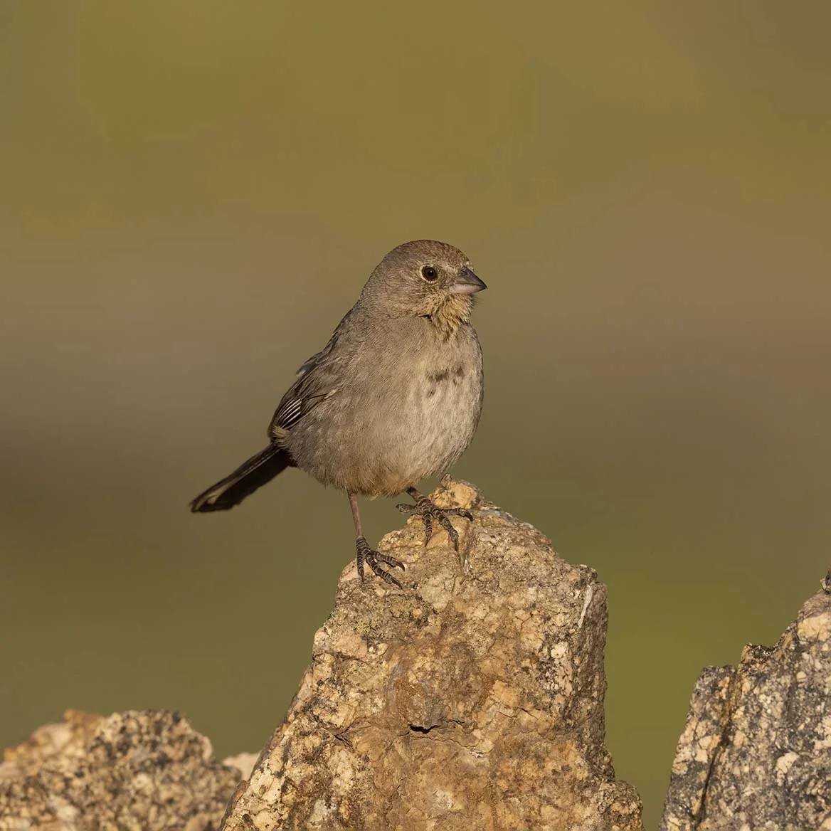 Canyon_Towhee_Z099463.JPG
