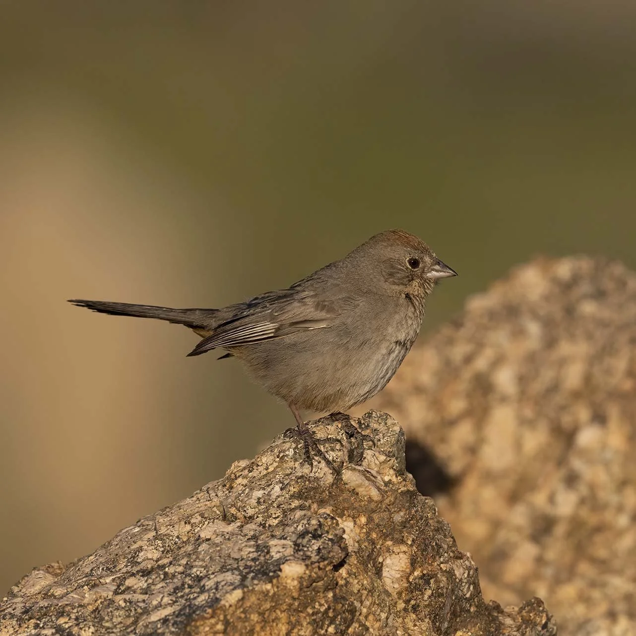 Canyon_Towhee_Z099503.JPG