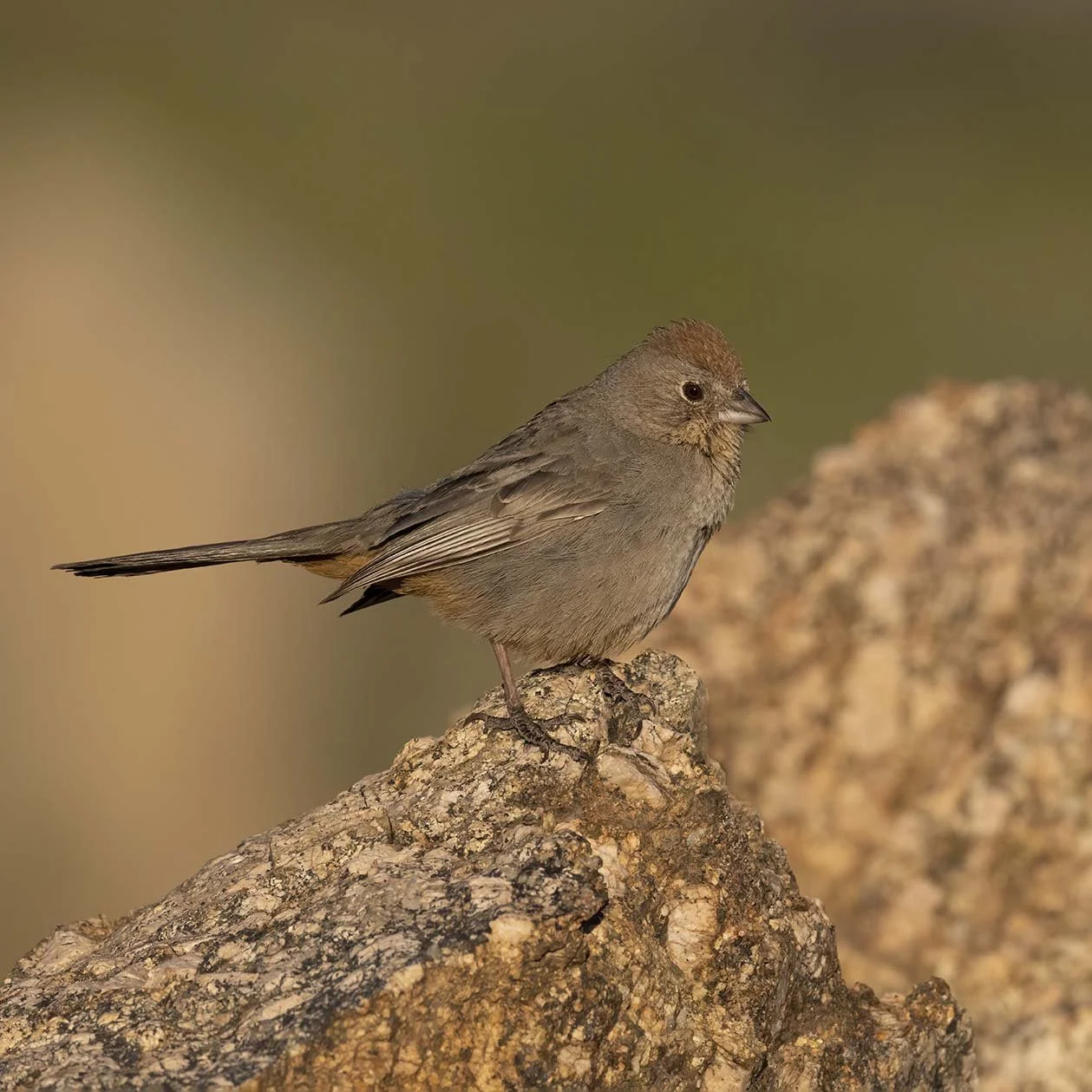 Canyon_Towhee_Z099532.JPG