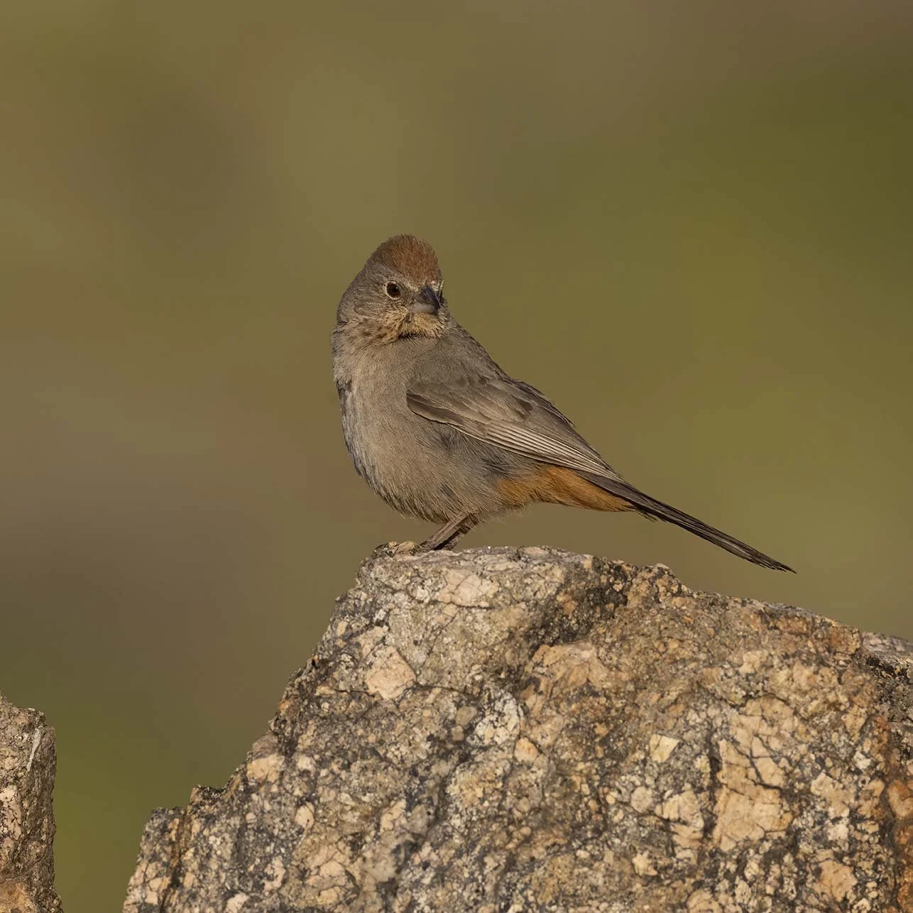 Canyon_Towhee_Z099548.JPG
