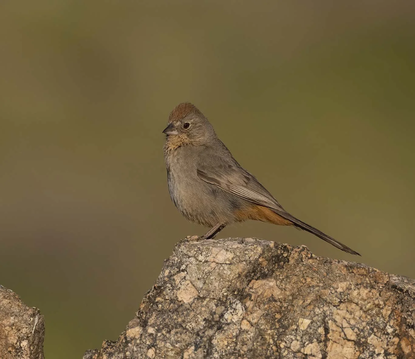 Canyon_Towhee_Z099551.JPG
