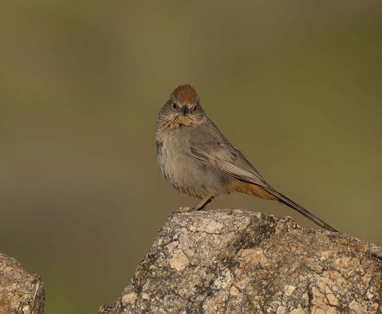 Canyon_Towhee_Z099574.JPG