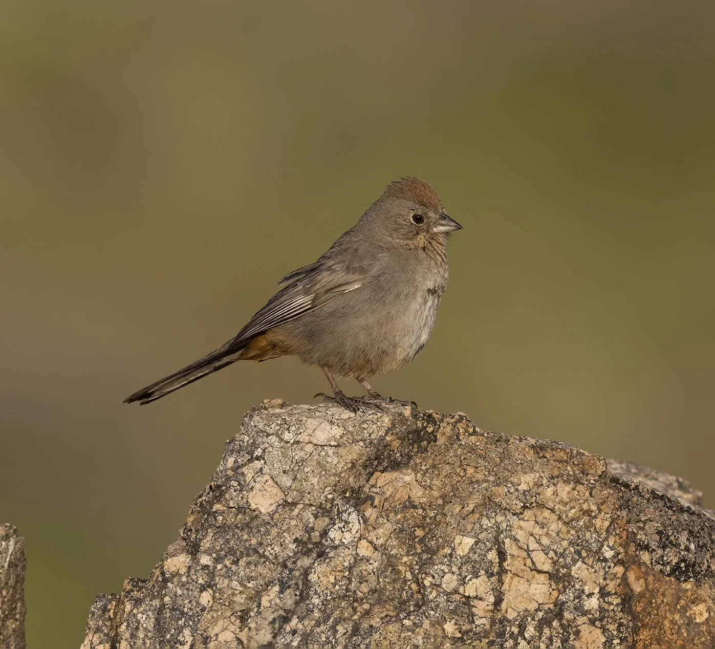 Canyon_Towhee_Z099626.JPG