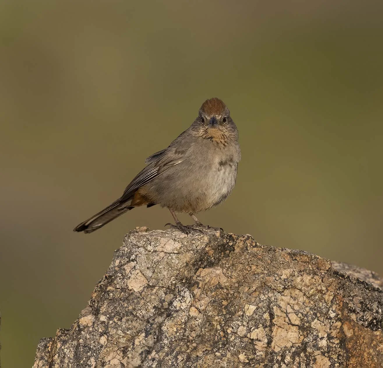 Canyon_Towhee_Z099632.JPG