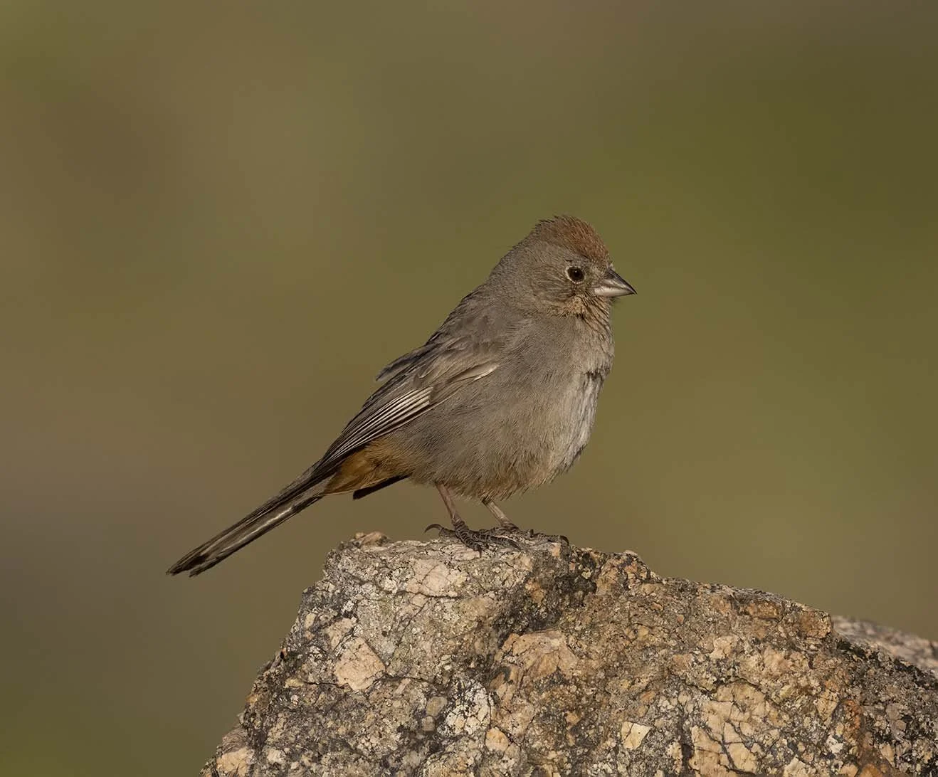 Canyon_Towhee_Z099643.JPG