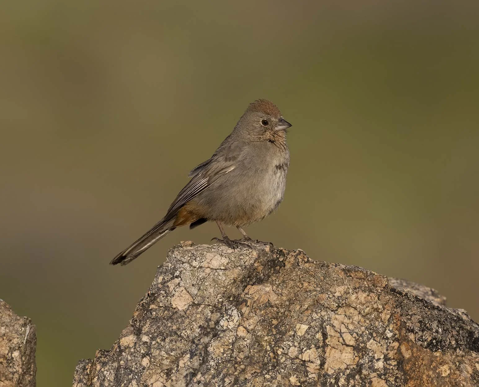 Canyon_Towhee_Z099657.JPG