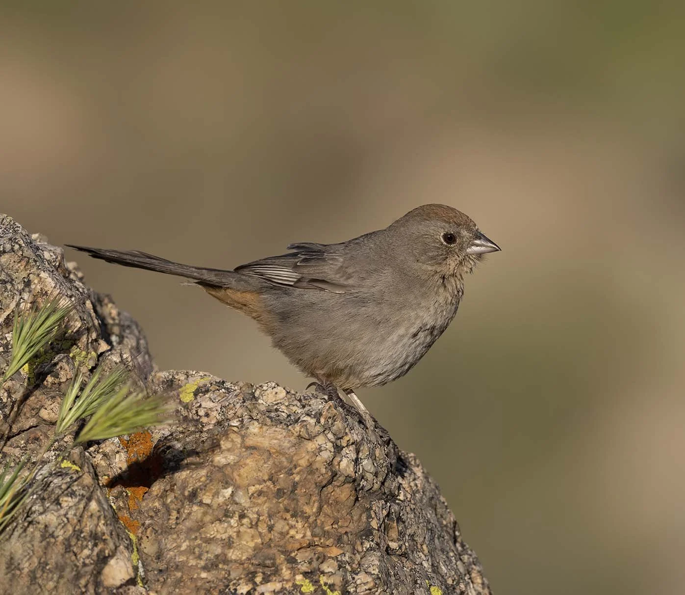 Canyon_Towhee_Z099732.JPG