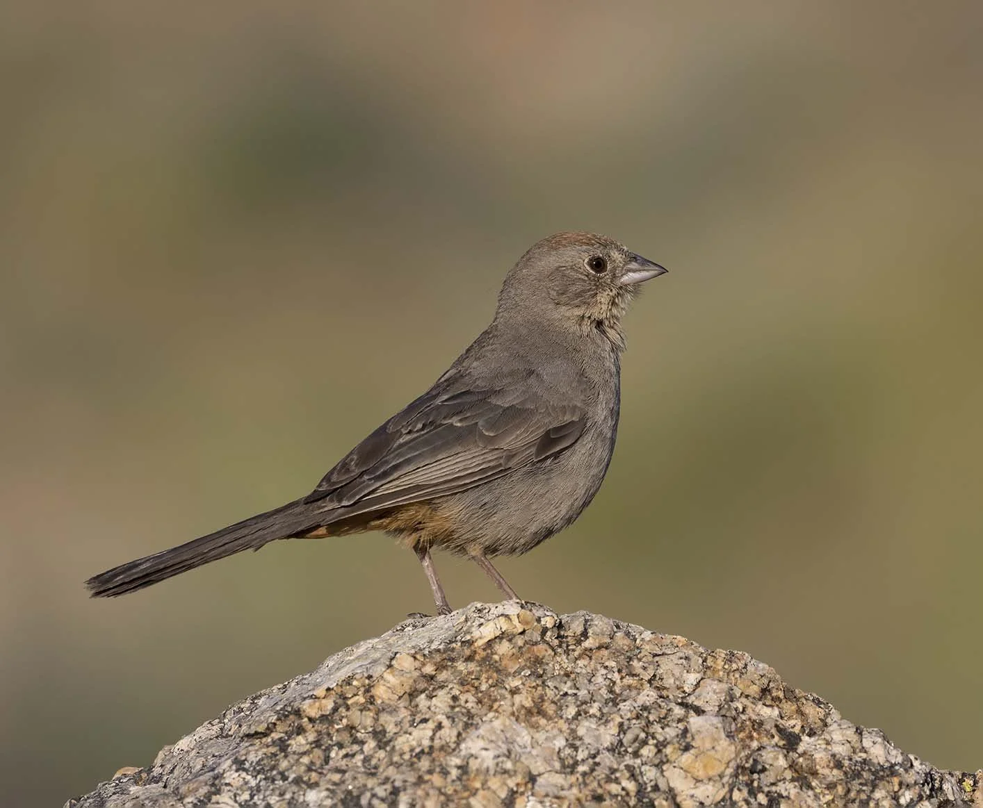 Canyon_Towhee_Z099783.JPG