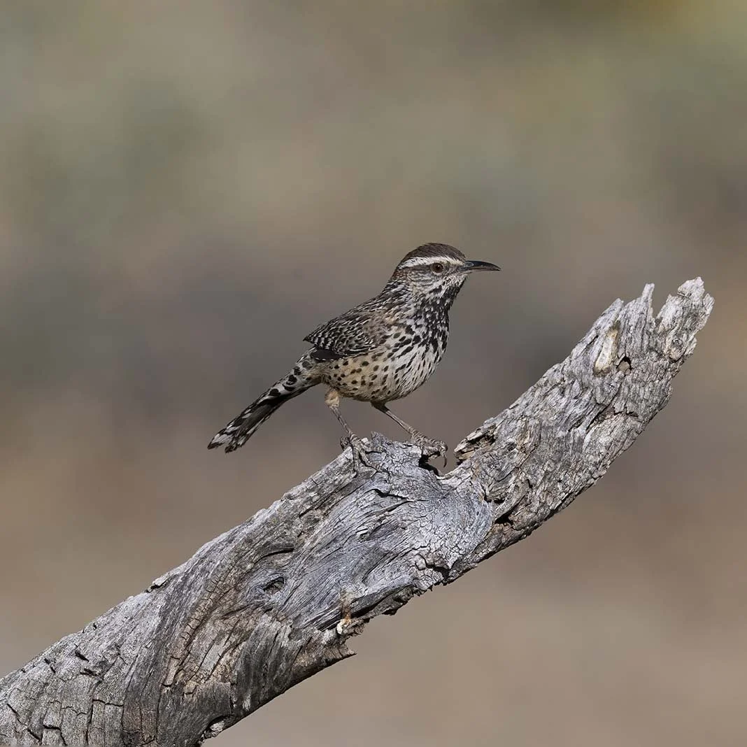 Cactus_Wren_Z091005.JPG