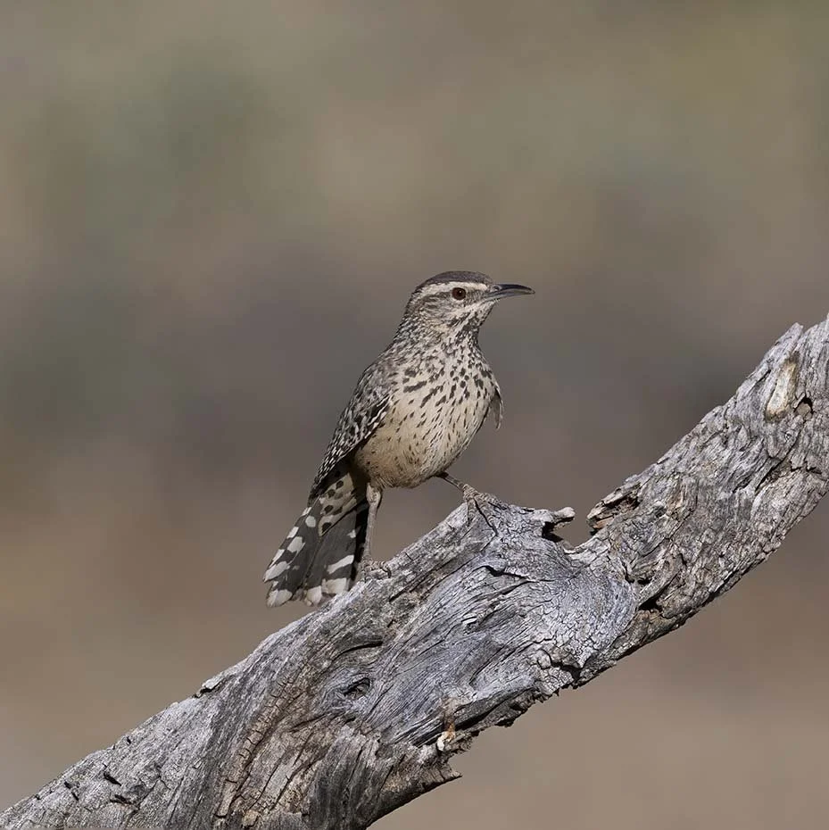 Cactus_Wren_Z091024.JPG