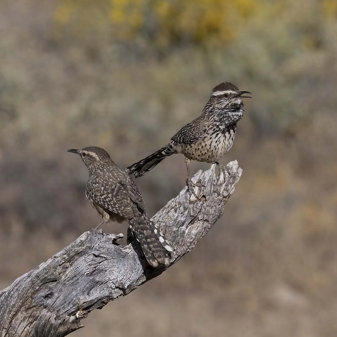 Cactus_Wren_Z091098.JPG