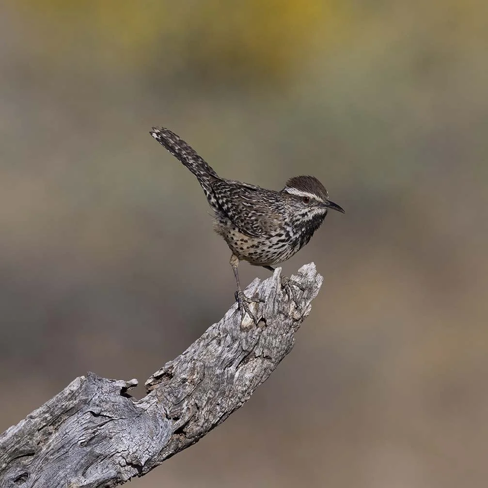 Cactus_Wren_Z091126.JPG