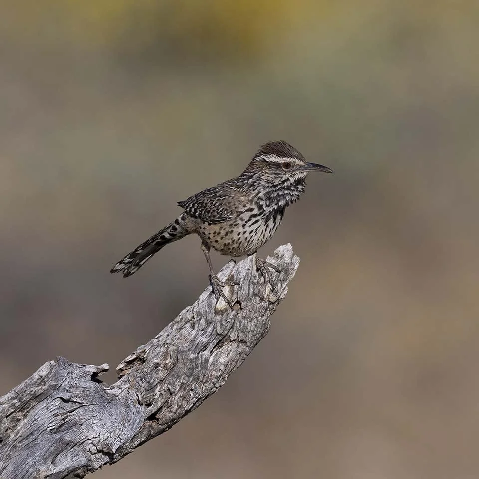 Cactus_Wren_Z091134.JPG