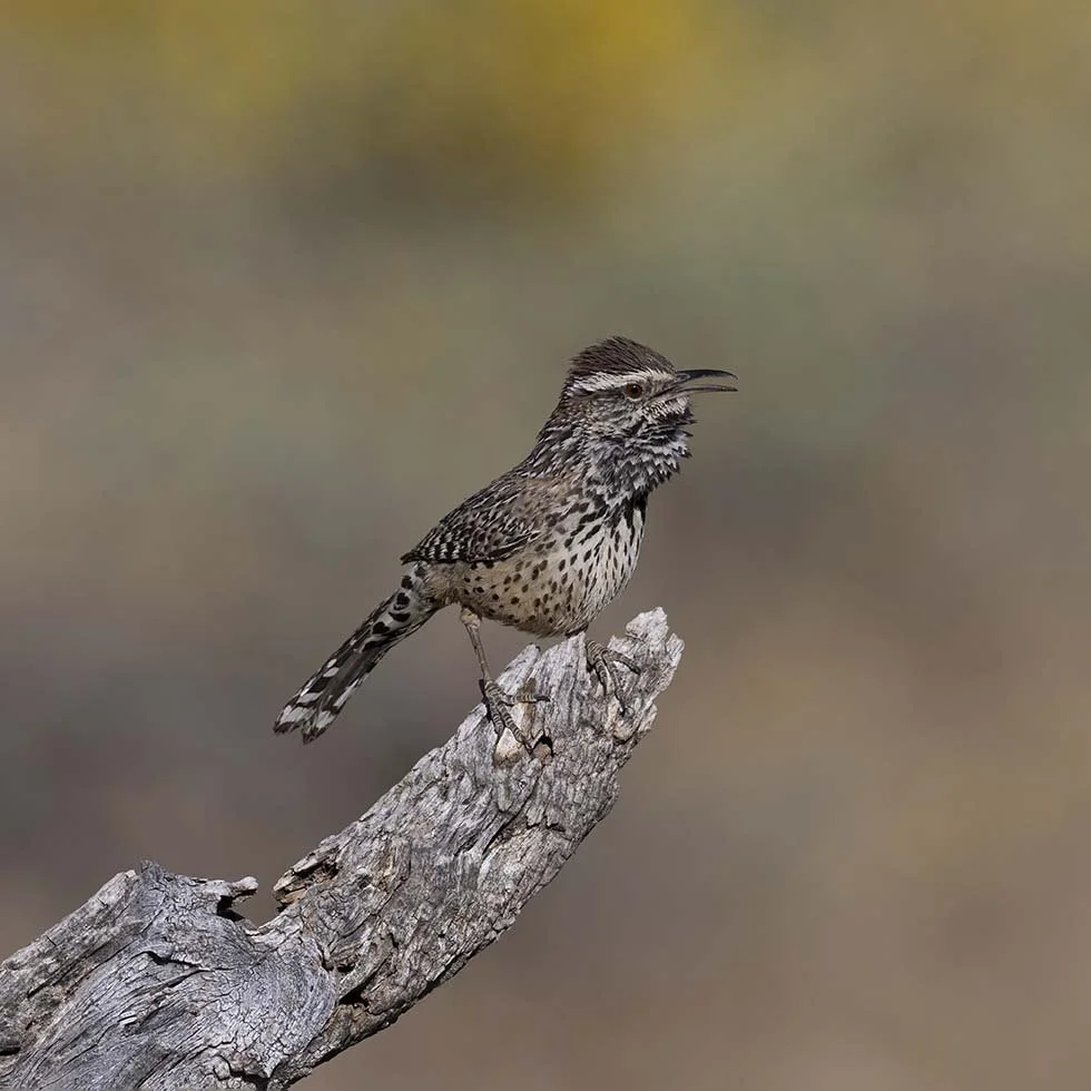 Cactus_Wren_Z091140.JPG