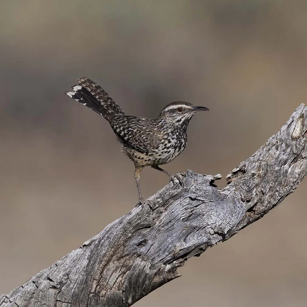 Cactus_Wren_Z091165.JPG
