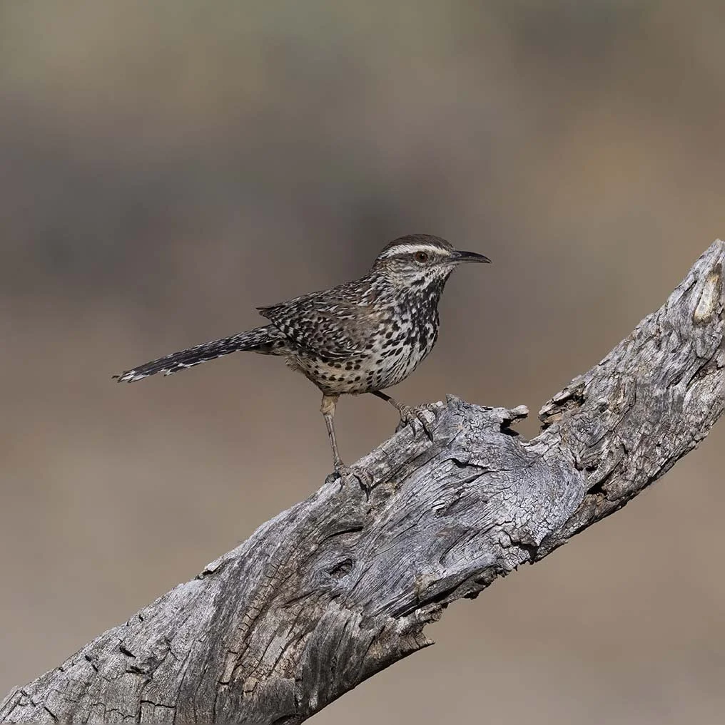 Cactus_Wren_Z091180.JPG