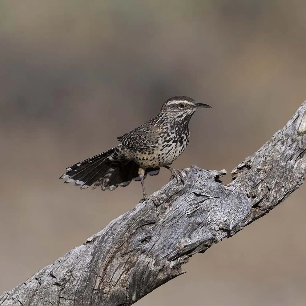 Cactus_Wren_Z091181.JPG