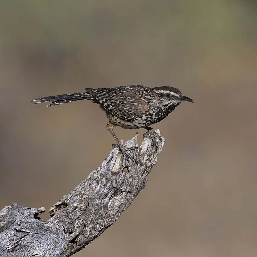 Cactus_Wren_Z091186.JPG