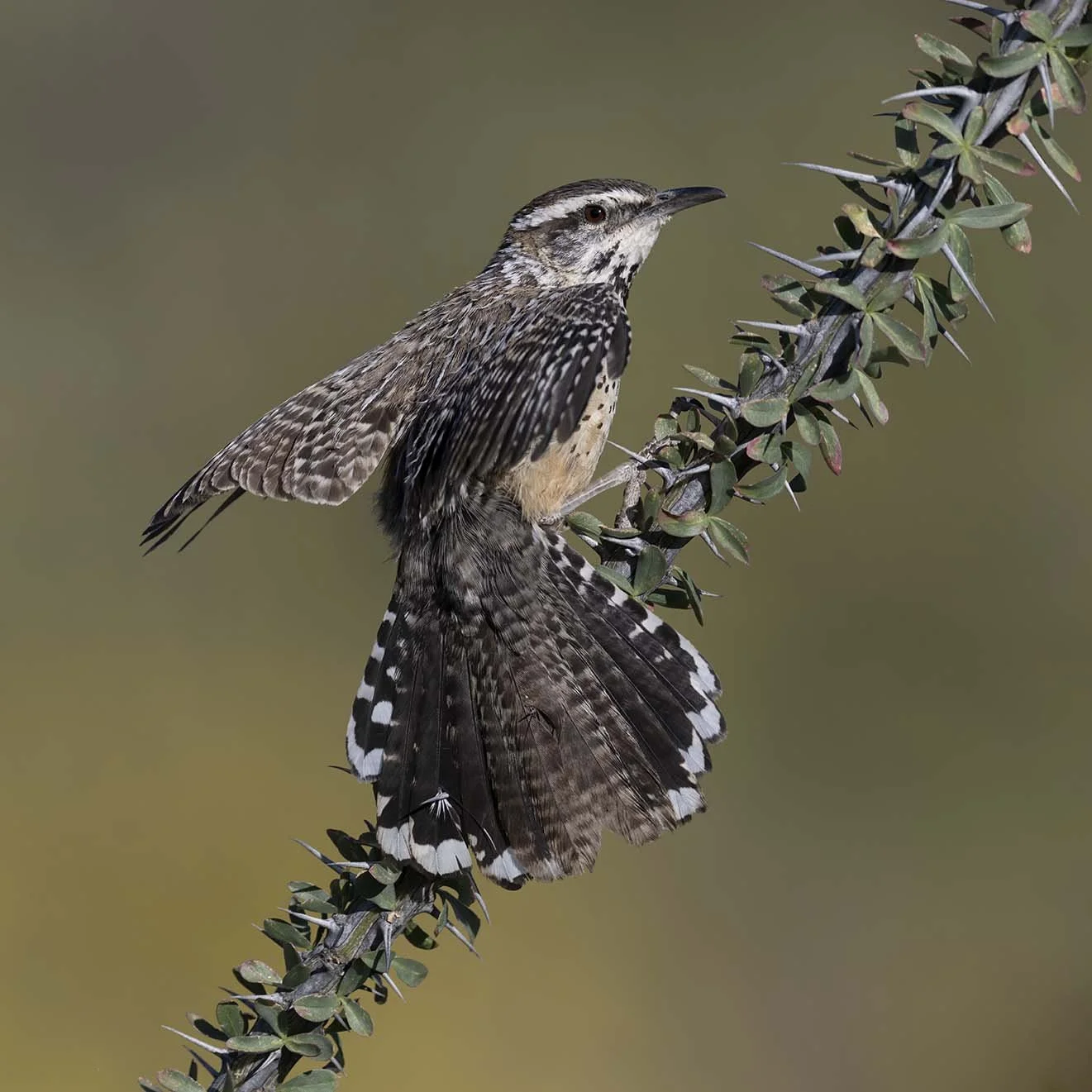 Cactus_Wren_Z097741.JPG
