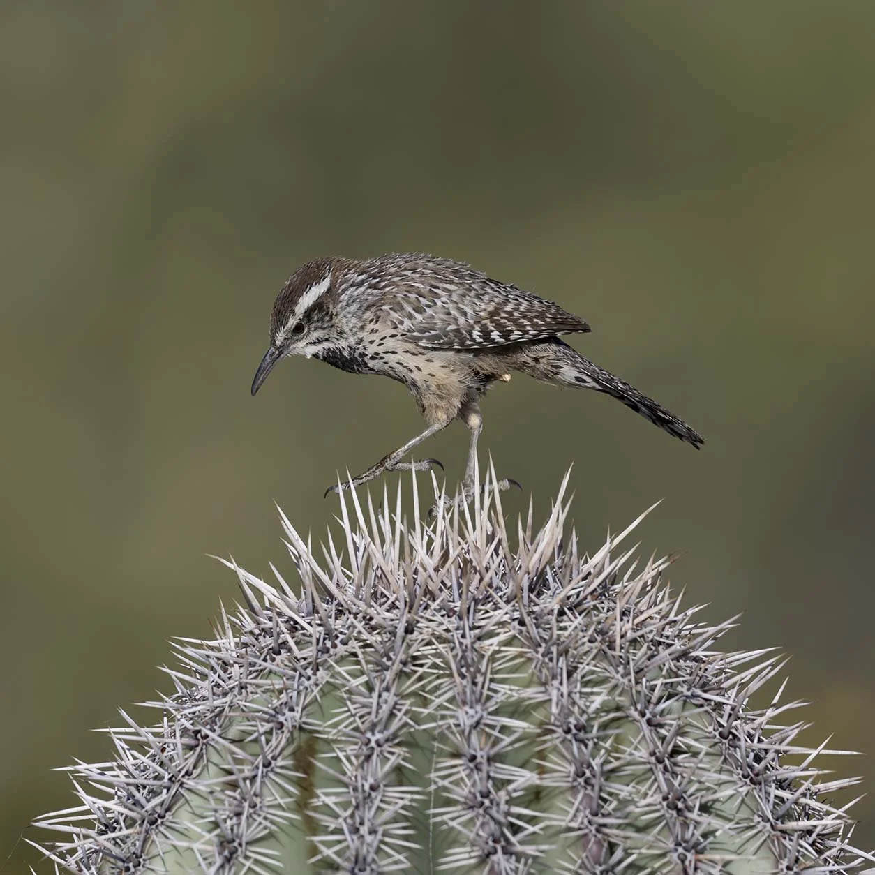 Cactus_Wren_Z097798.JPG