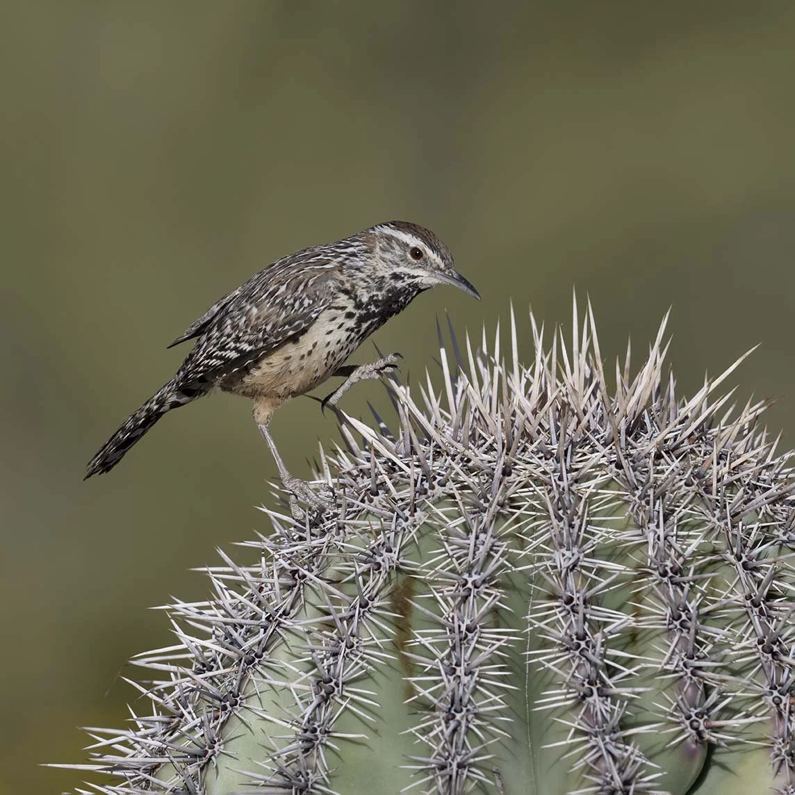 Cactus_Wren_Z097819.JPG