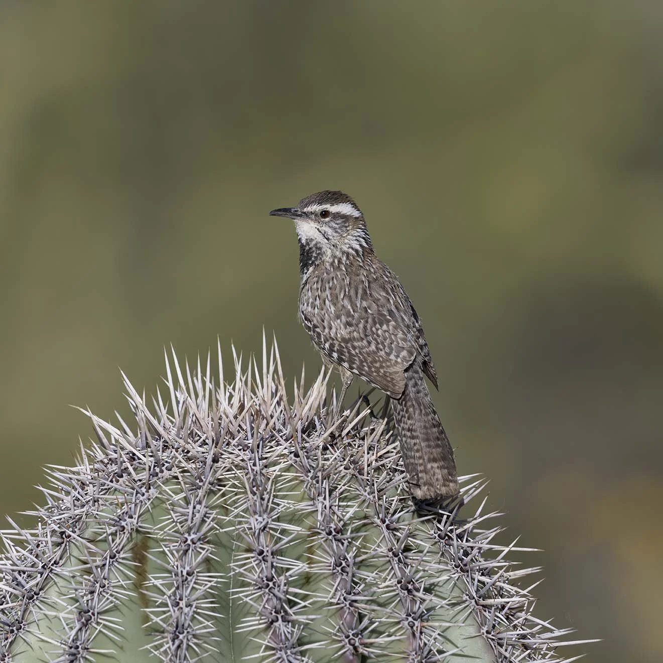 Cactus_Wren_Z097868.JPG