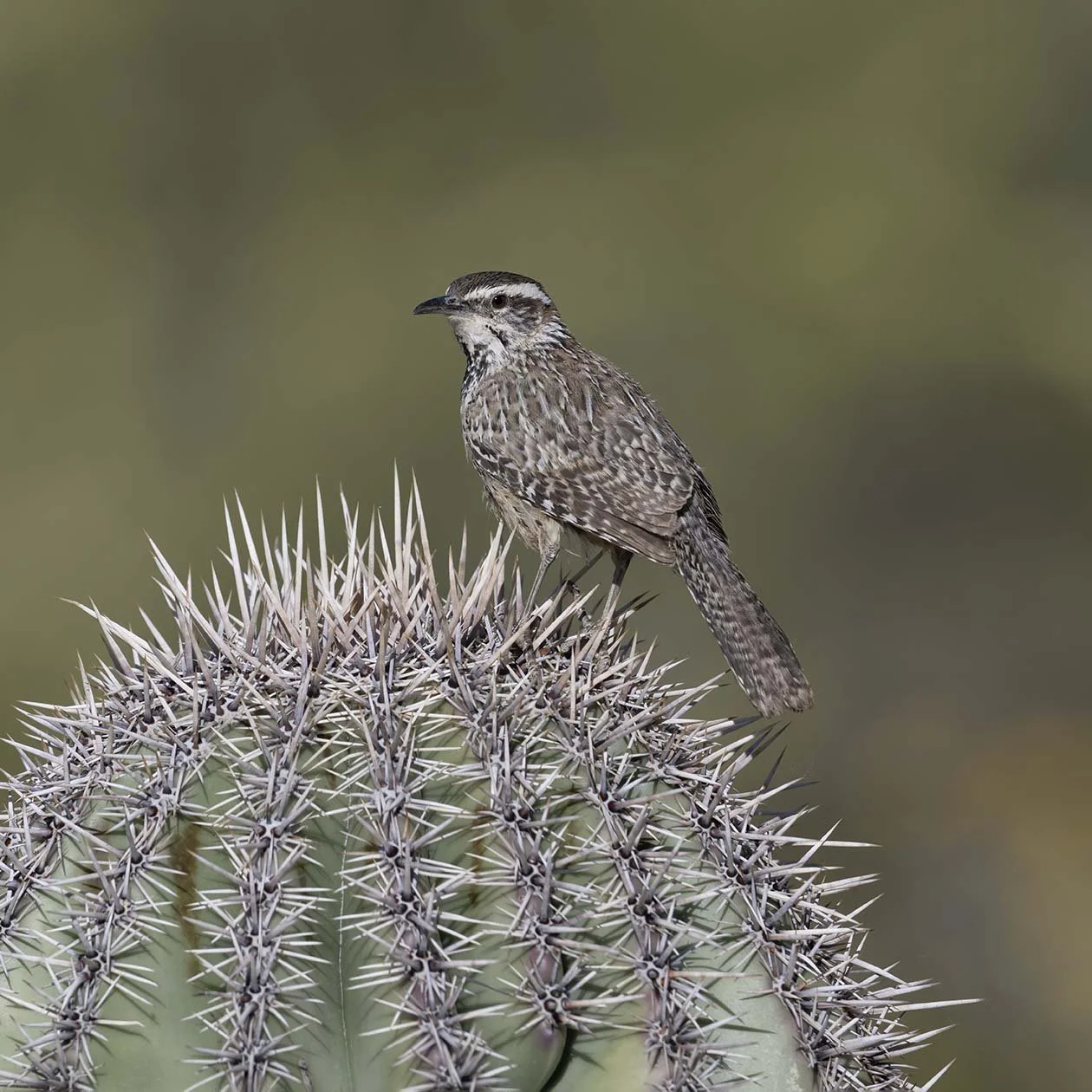 Cactus_Wren_Z097896.JPG