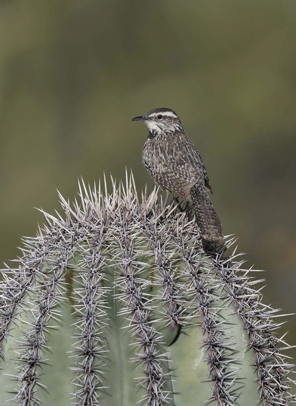Cactus_Wren_Z097906.JPG
