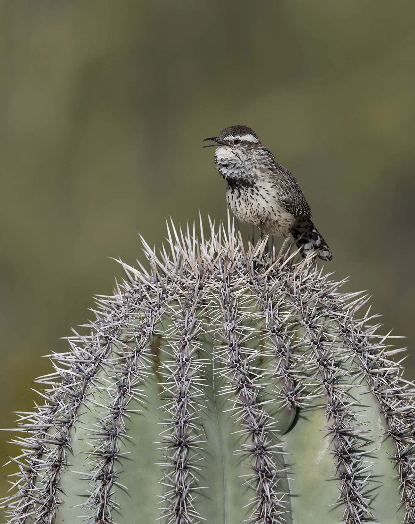 Cactus_Wren_Z097957.JPG