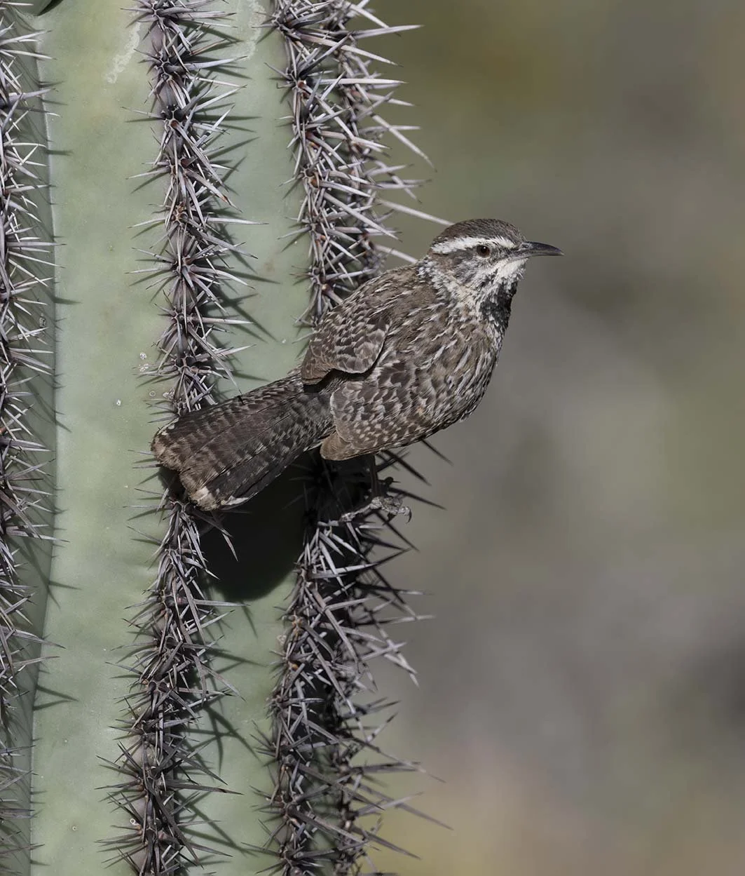 Cactus_Wren_Z097969.JPG